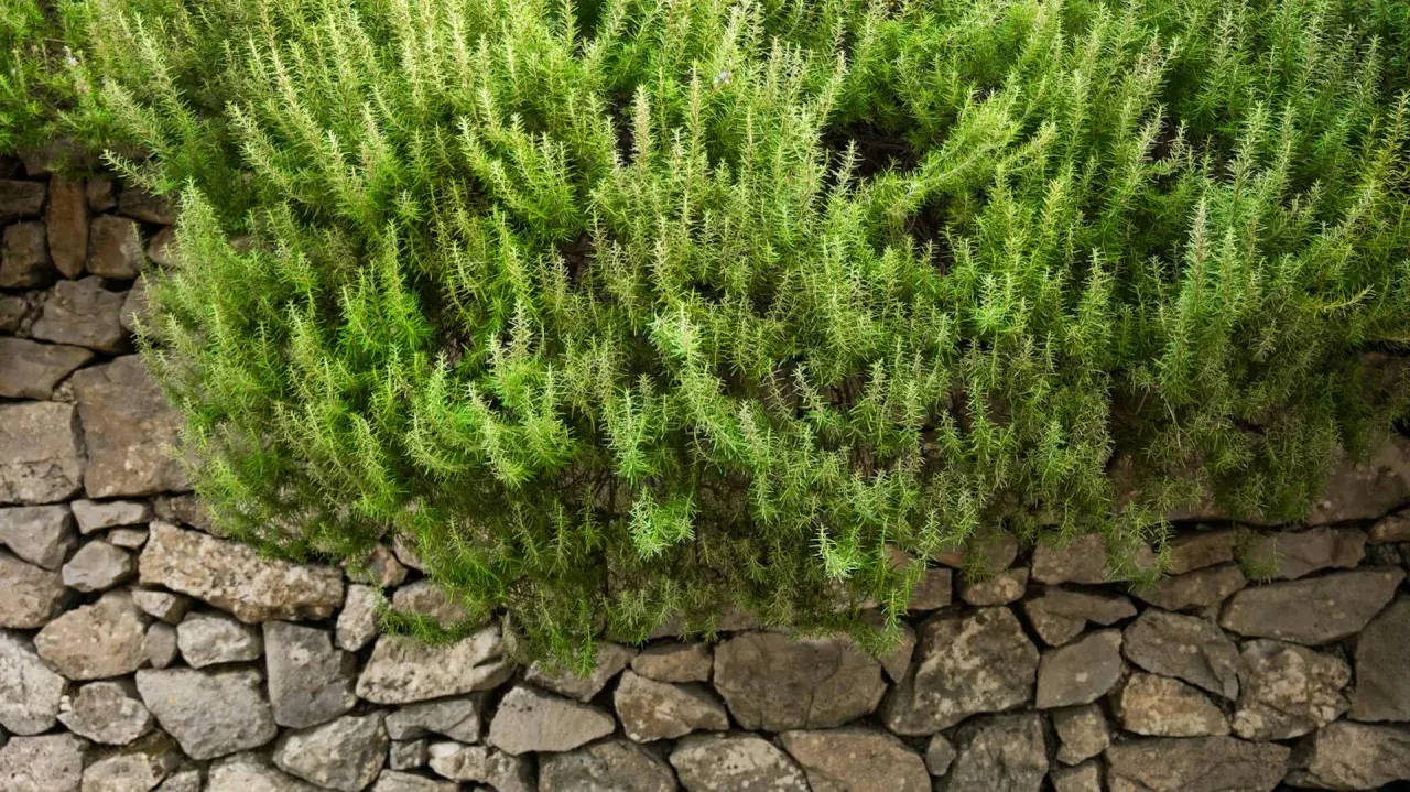 Gęsty, zielony rozmaryn zwisający z kamiennego muru. Idealny do przyprawiania potraw i tworzenia aromatycznych naparów.